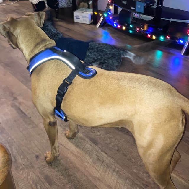 ‘26 9 day Vacay package XL Dogs at Kasha’s Kuts Grooming in Patterson, GA