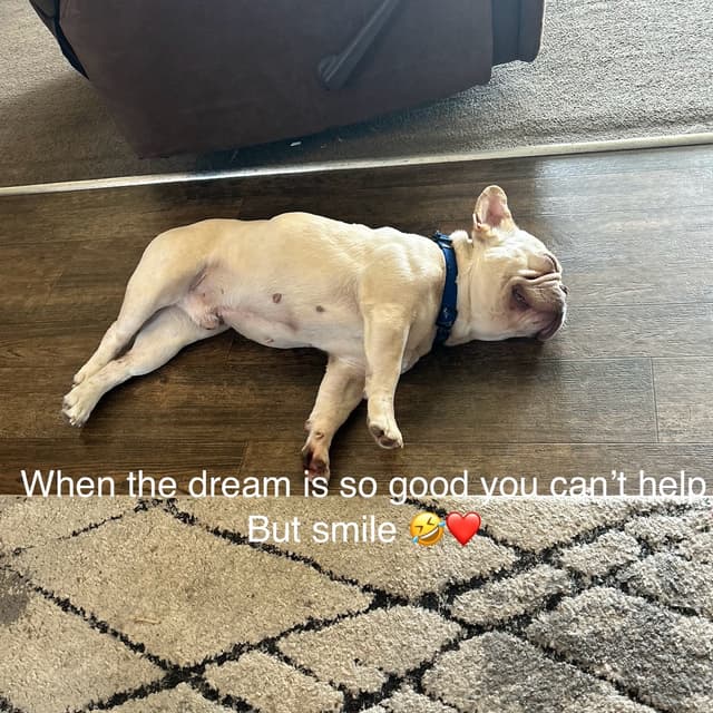 ‘26 9 day vacay package Med dog at Kasha’s Kuts Grooming in Patterson, GA