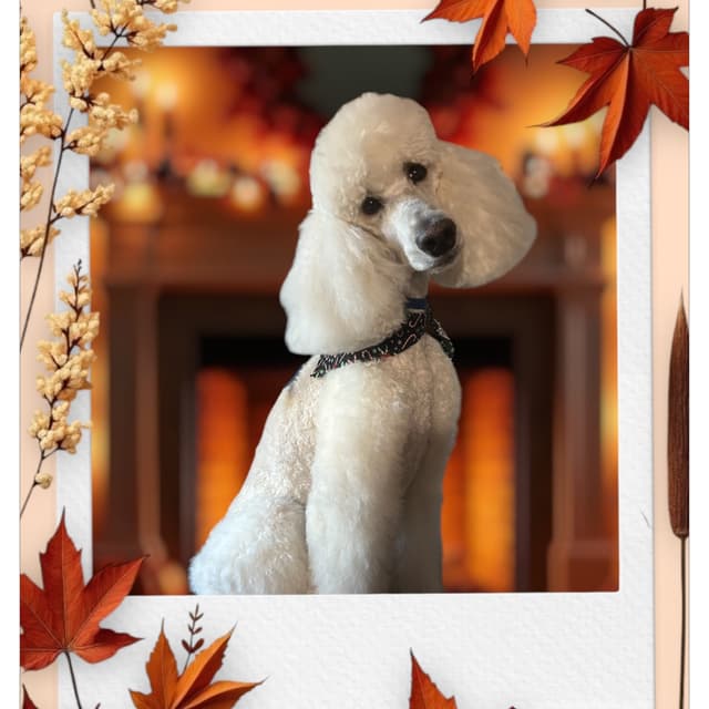Doodle package 12 months at Kasha’s Kuts Grooming in Patterson, GA
