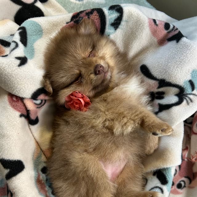 ‘26 9 day Vacay Package small dogs at Kasha’s Kuts Grooming in Patterson, GA